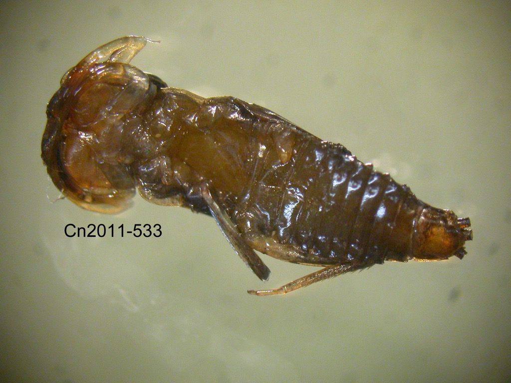 ventral