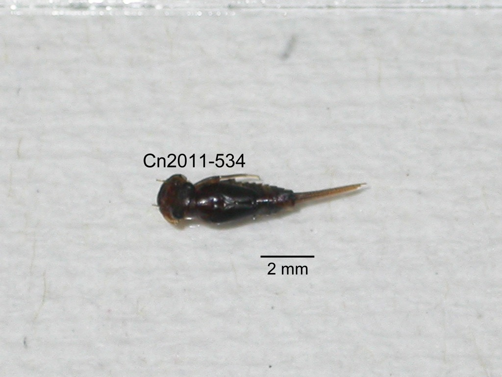 dorsal
