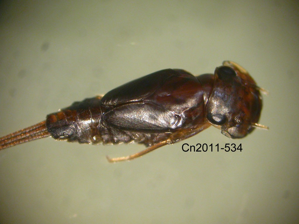 dorsal