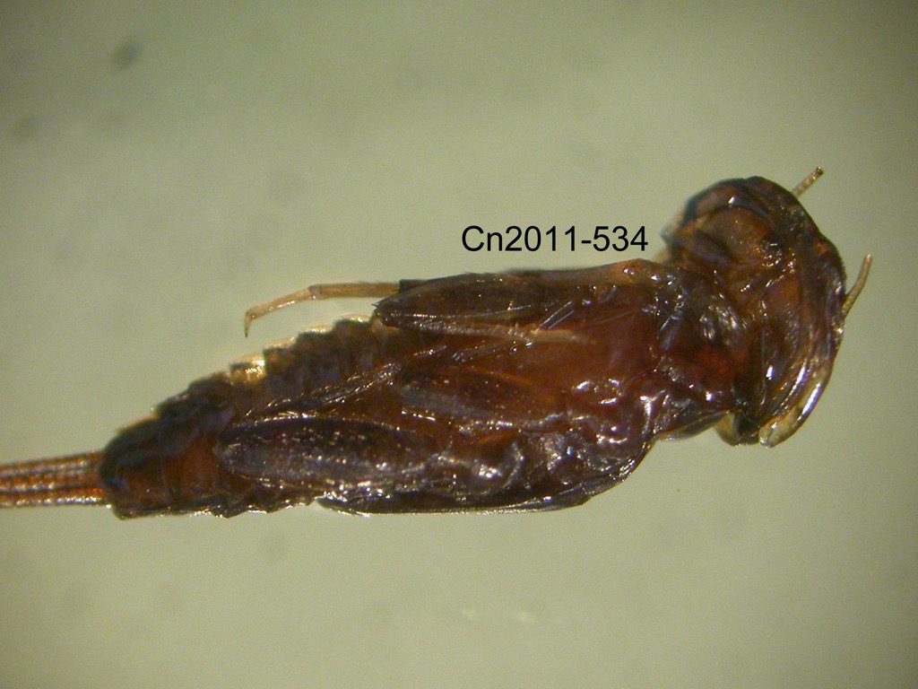 ventral