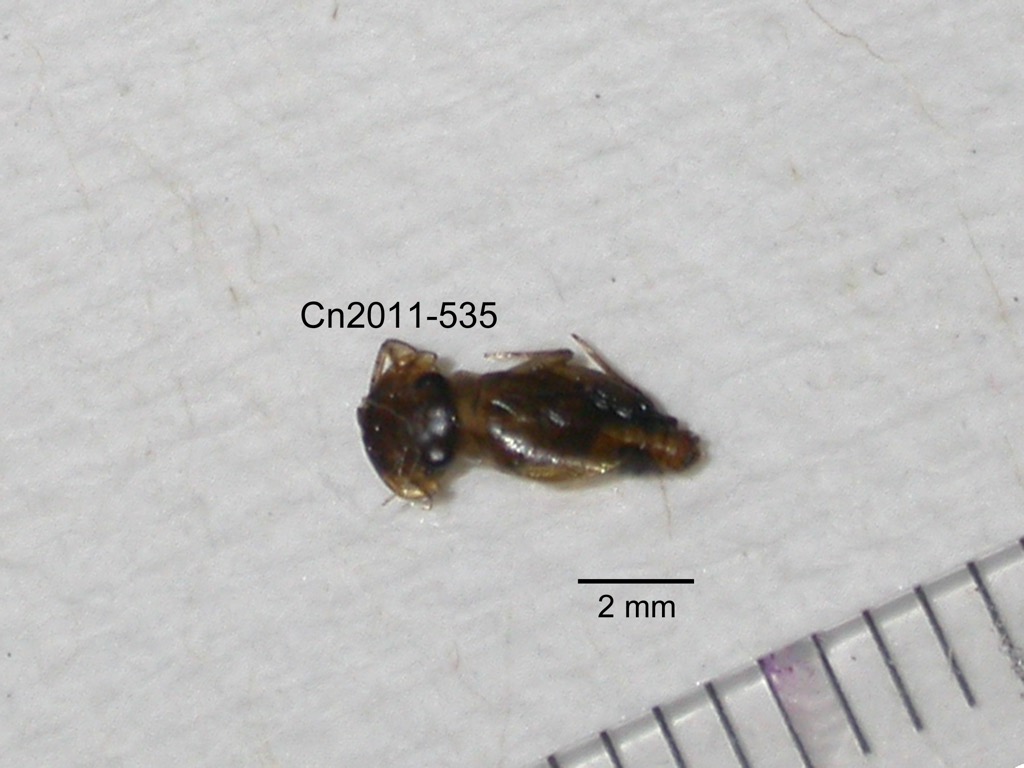dorsal