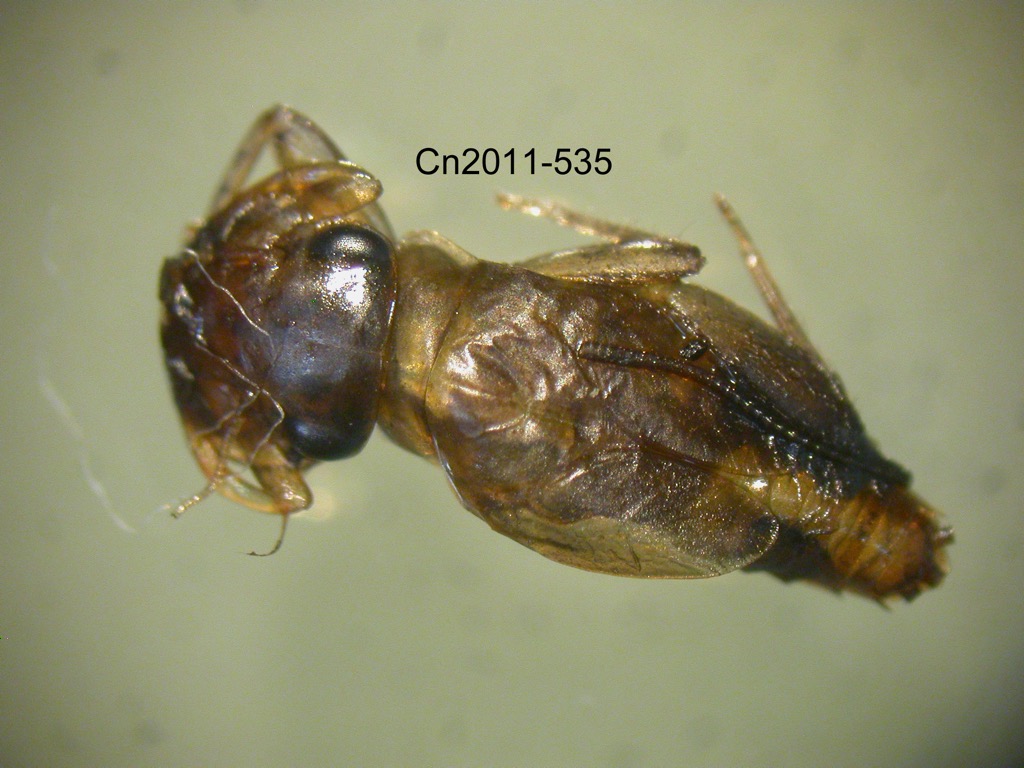 dorsal