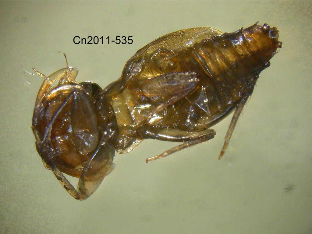 ventral