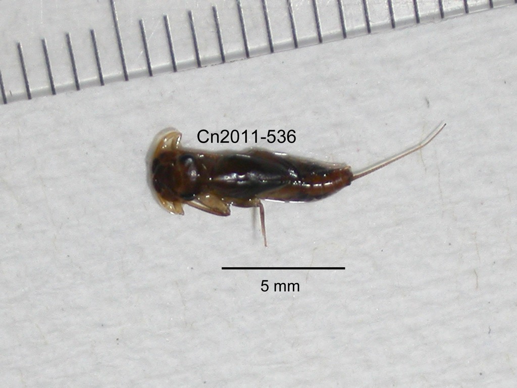 dorsal