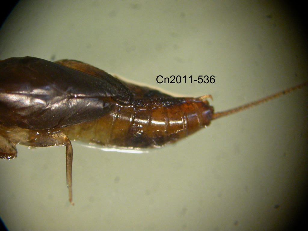 abdomen dorsal