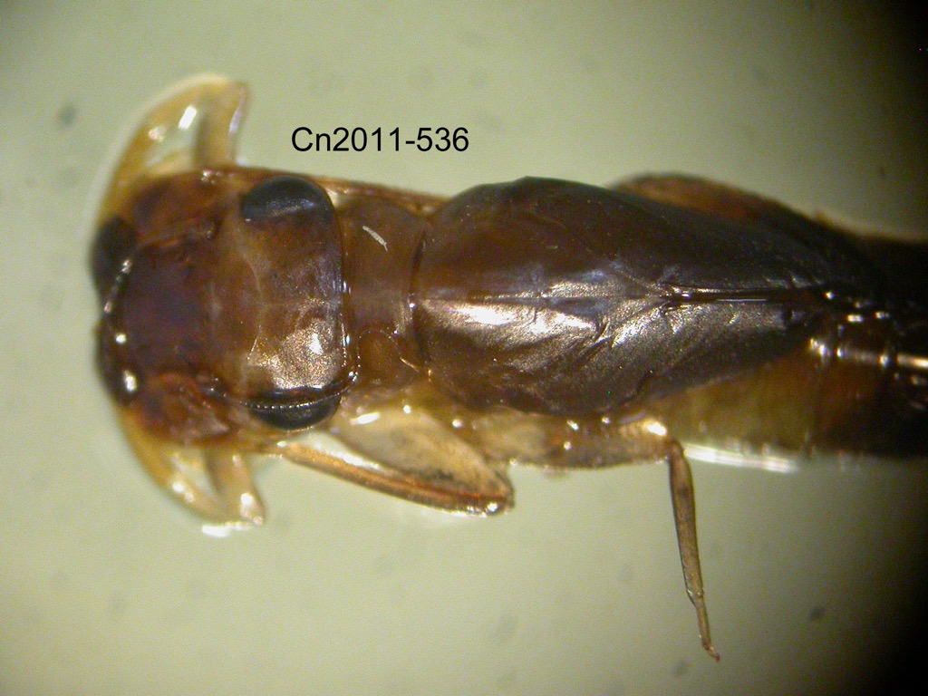 head and thorax dorsal