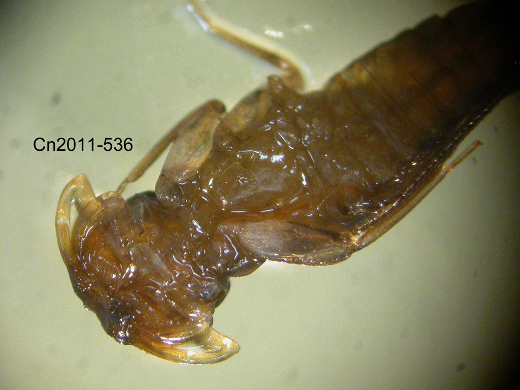 head and thorax ventral