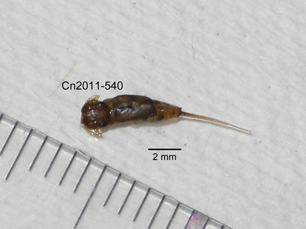 dorsal