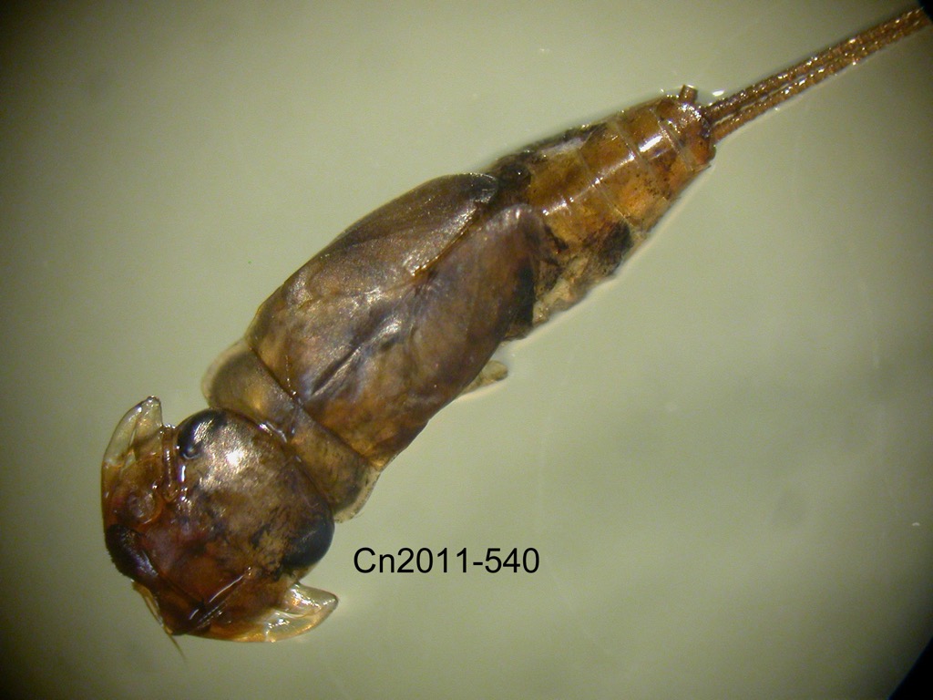 dorsal
