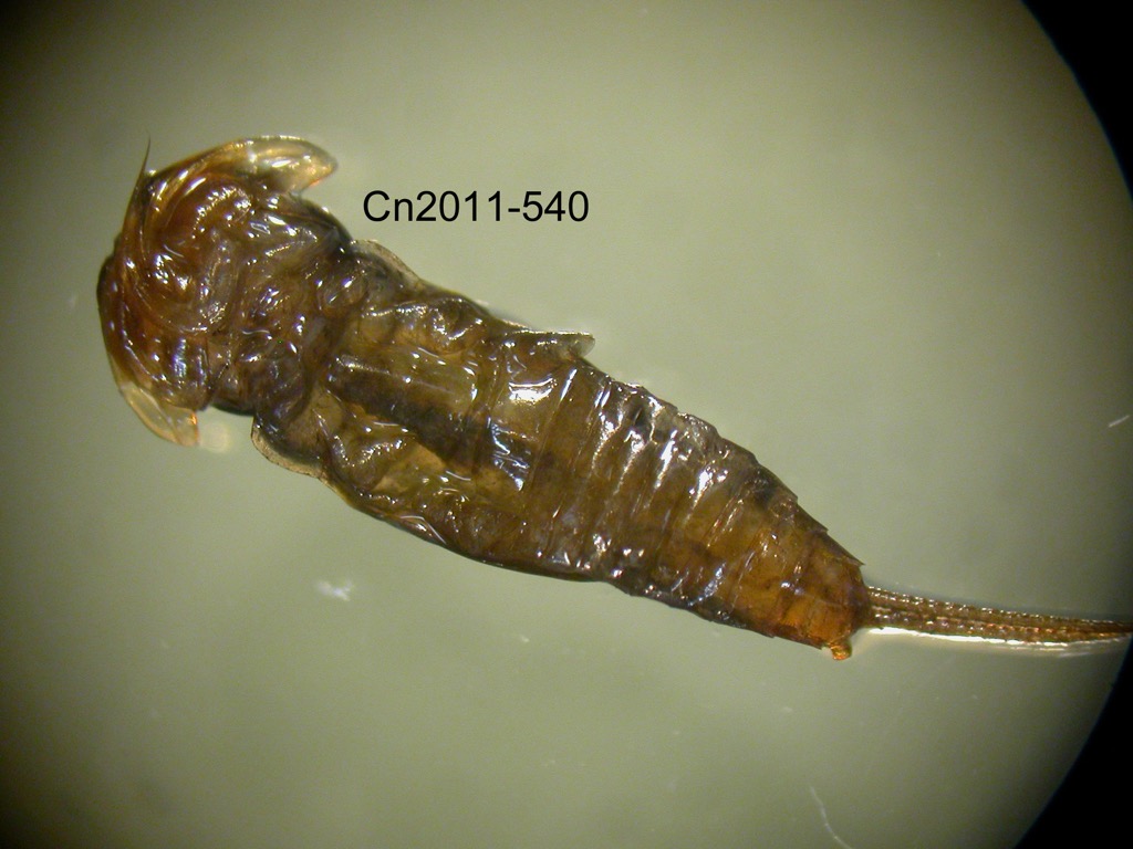 ventral