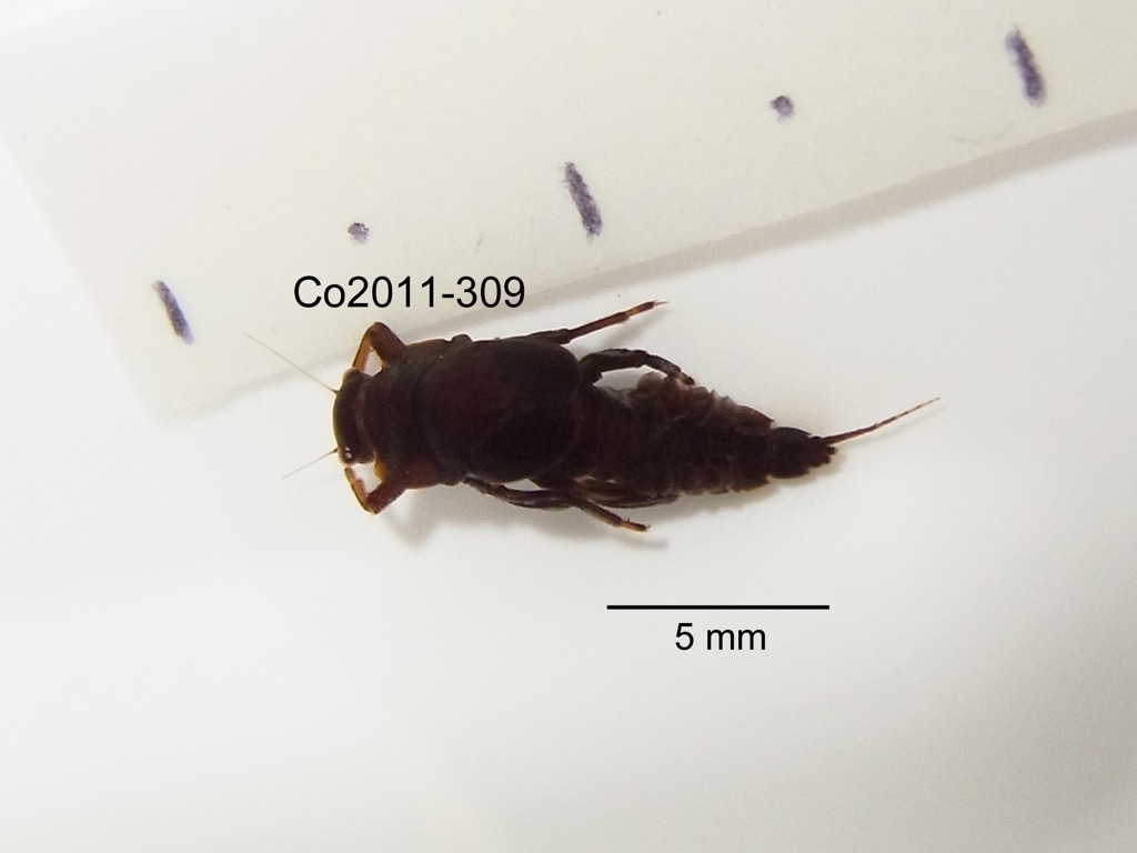 dorsal
