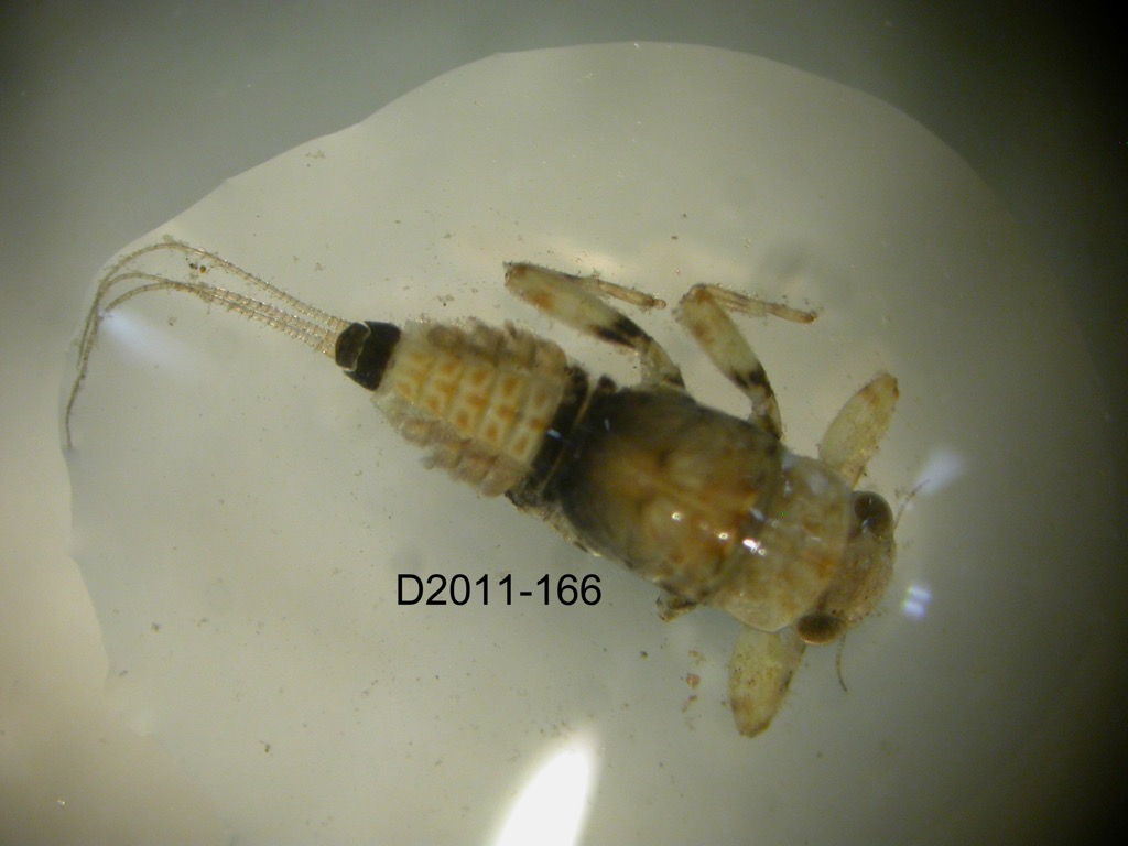 dorsal
