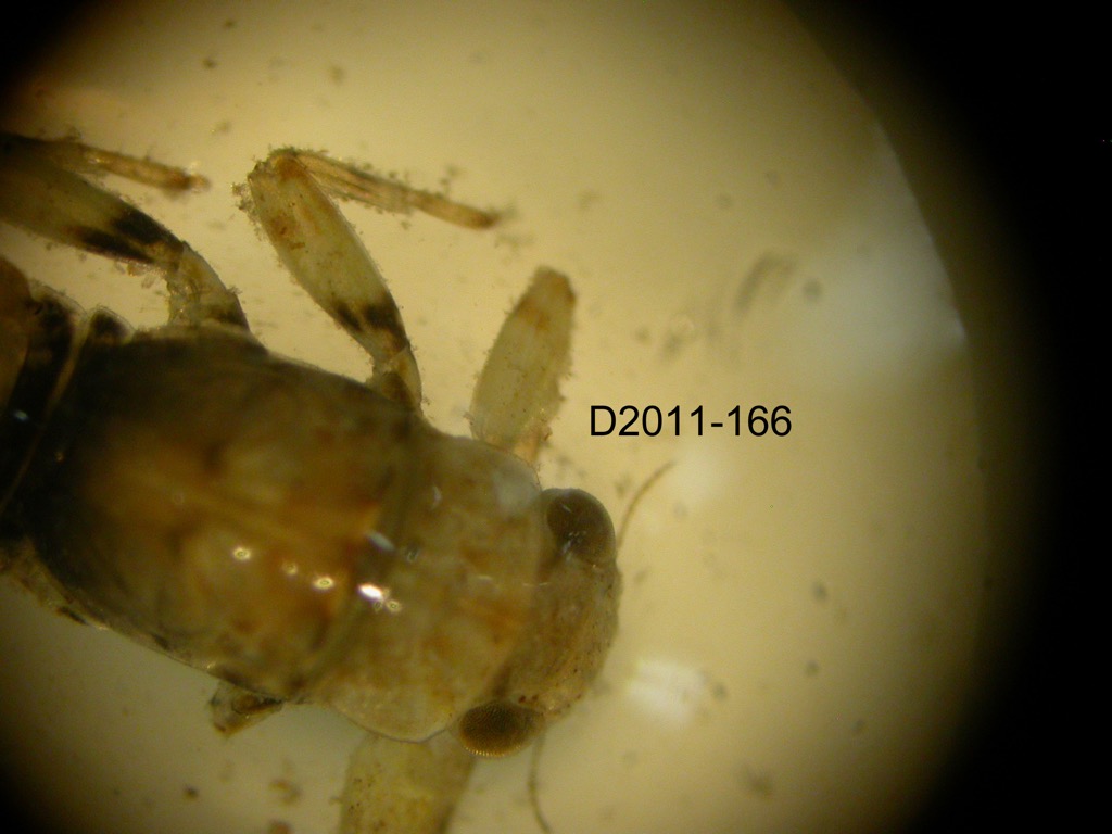 head and thorax dorsal