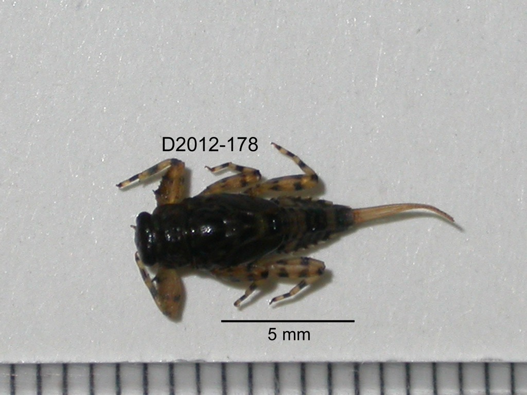 dorsal