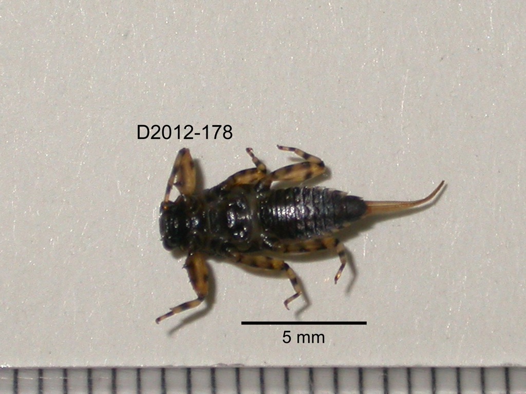 ventral