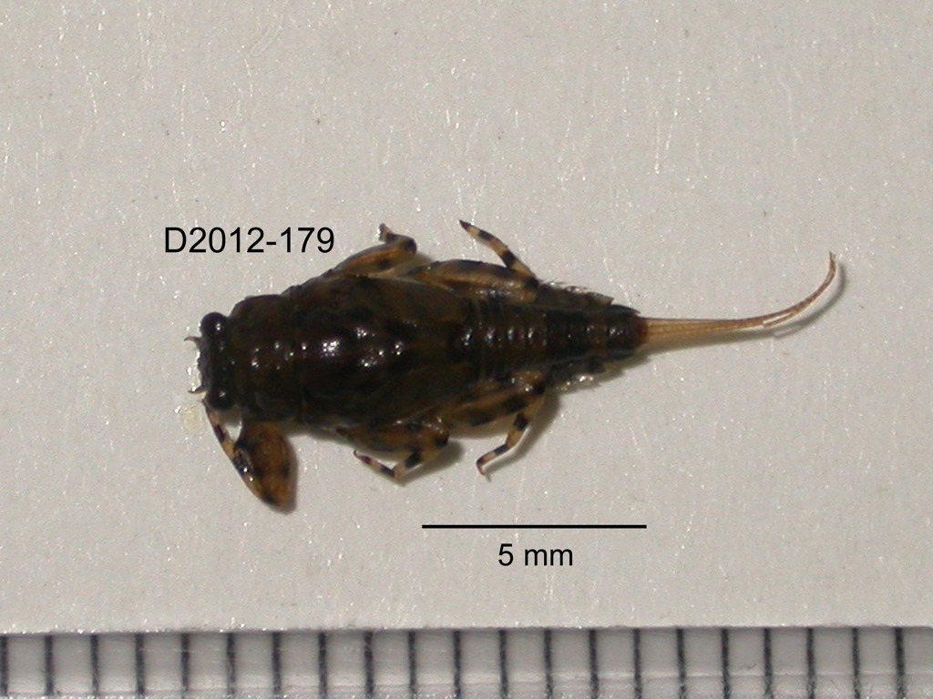 dorsal