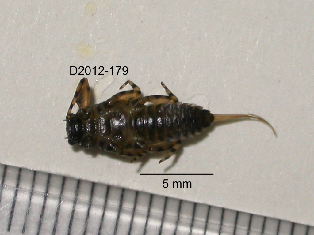 ventral