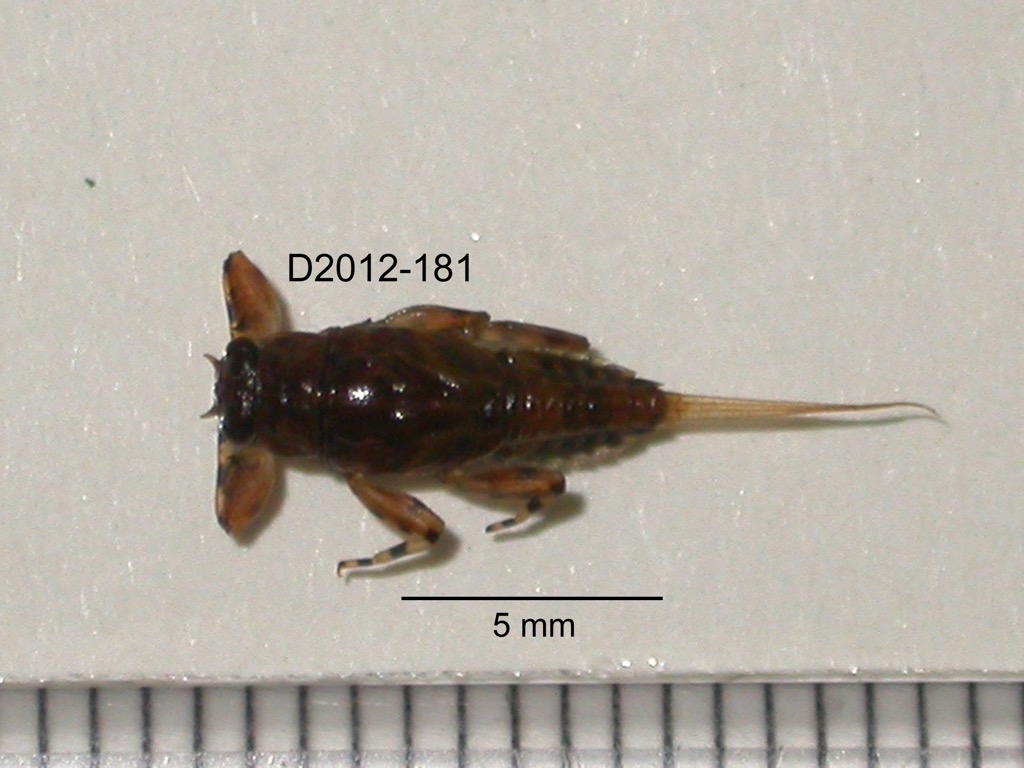 dorsal
