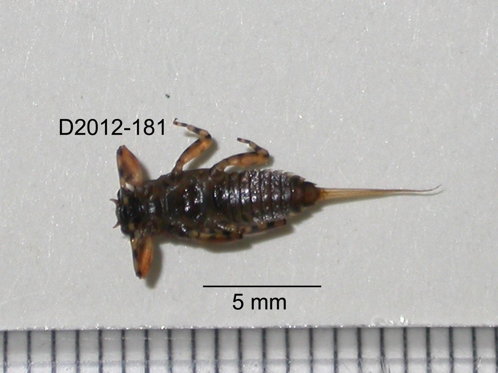 ventral
