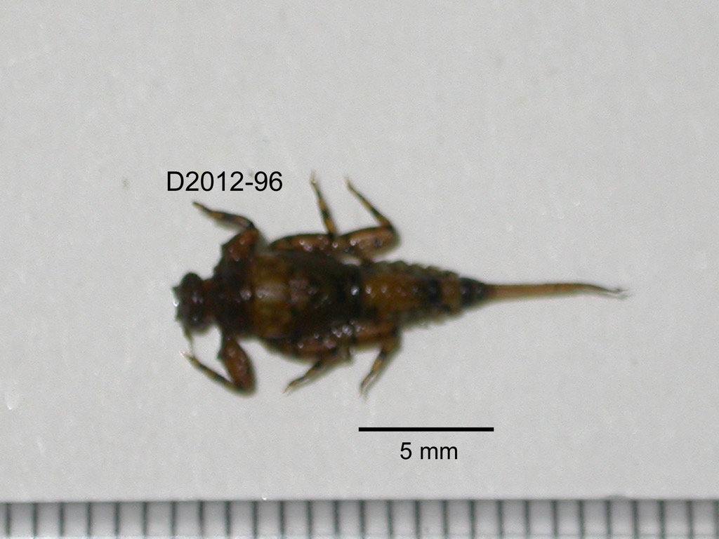 dorsal