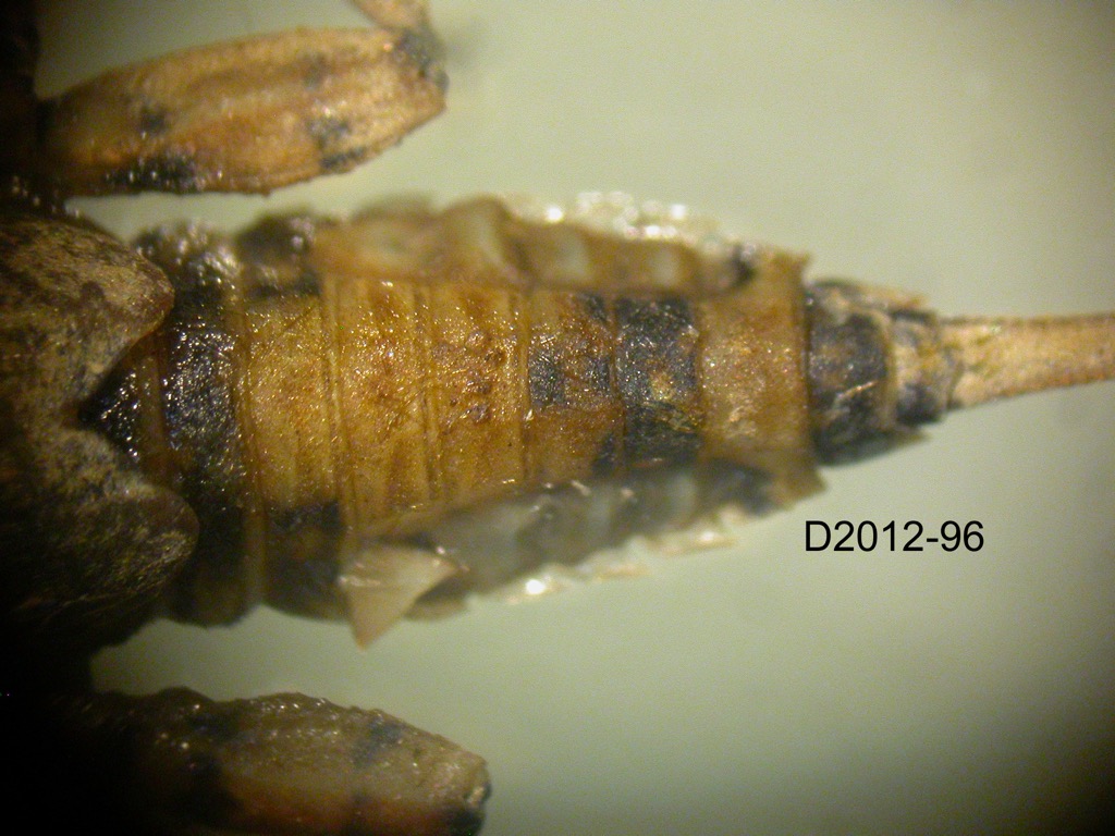 abdomen dorsal