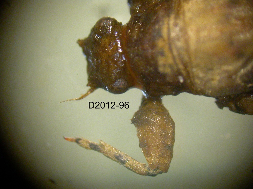 head and foreleg dorsal