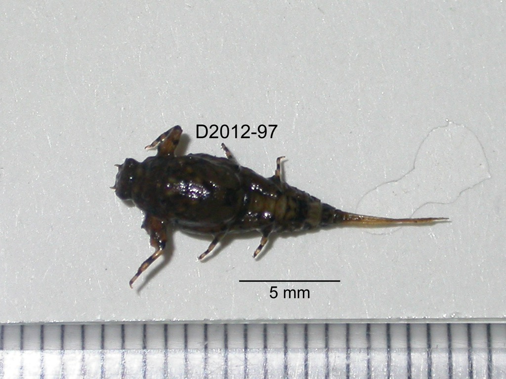 dorsal
