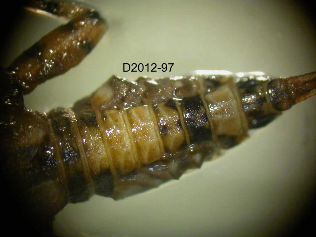 abdomen dorsal