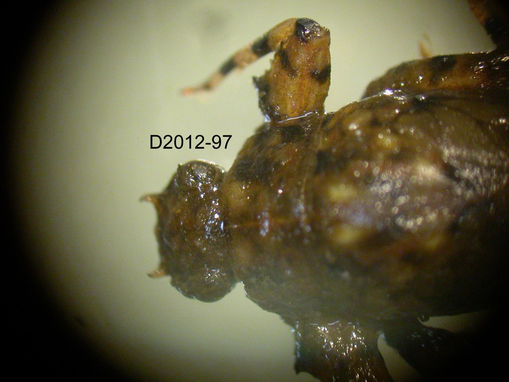 head and thorax dorsal