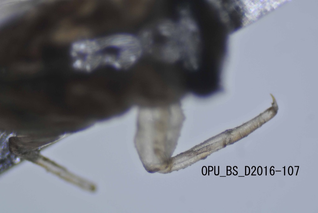 foreleg dorsal
