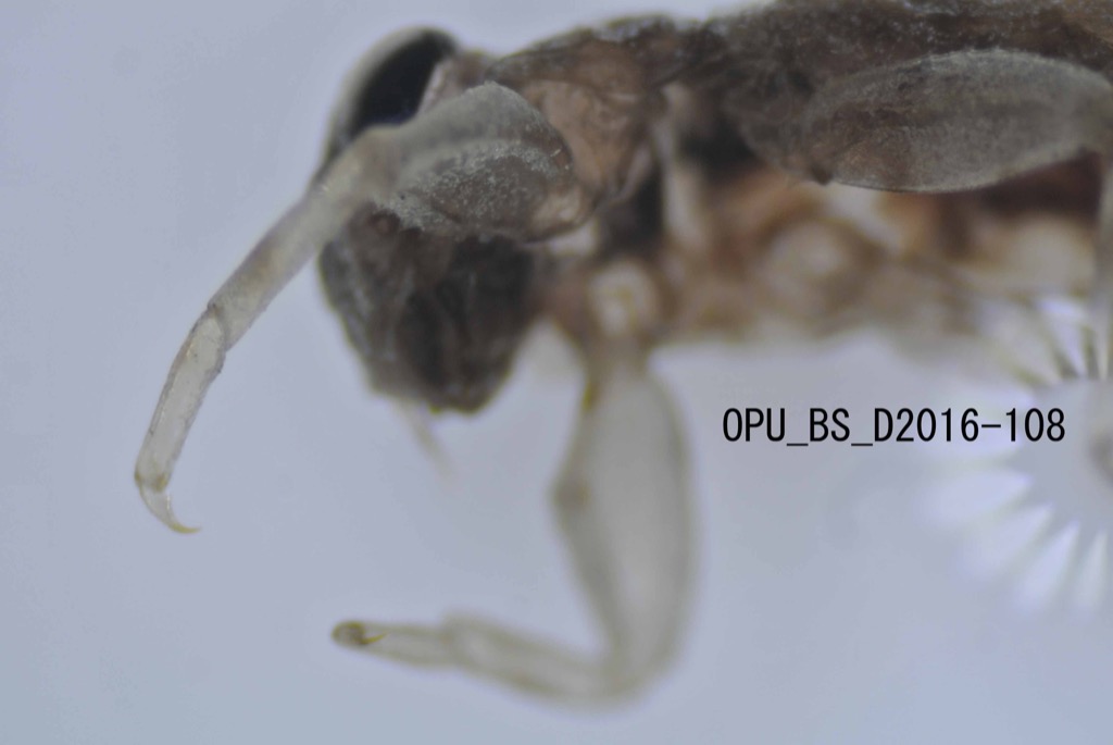 foreleg ventral