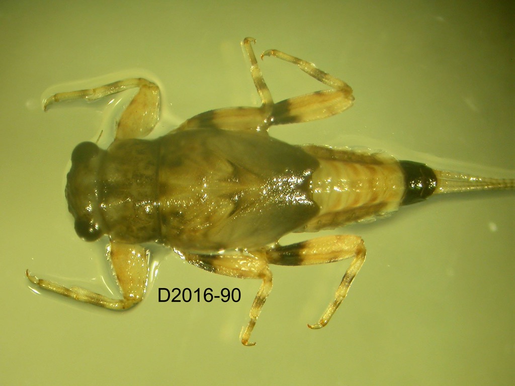 dorsal