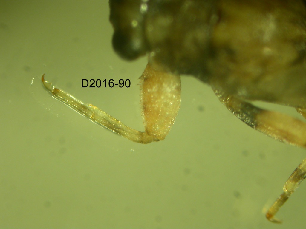foreleg dorsal