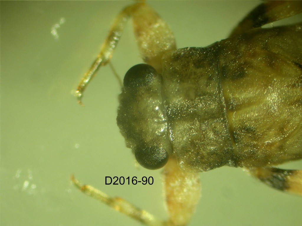 head and thorax dorsal
