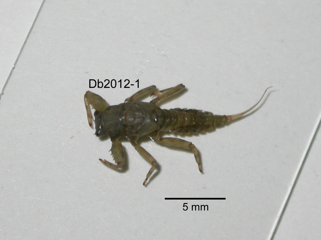 dorsal