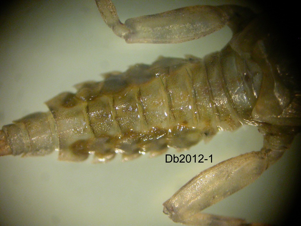 abdomen dorsal