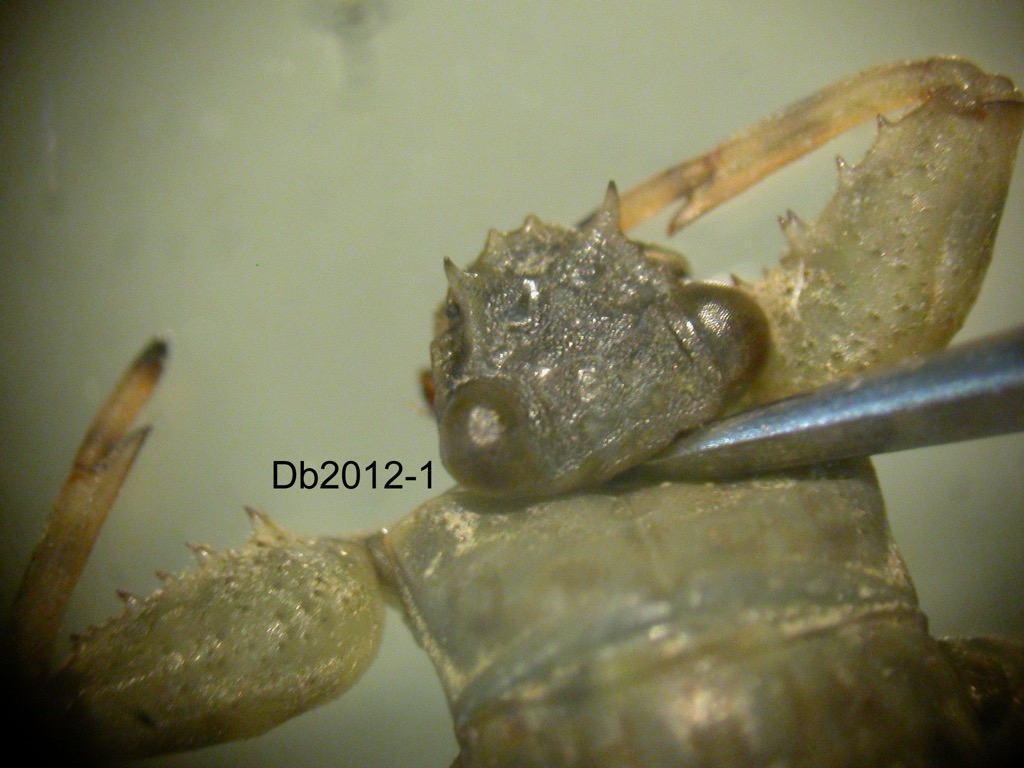 head dorsal
