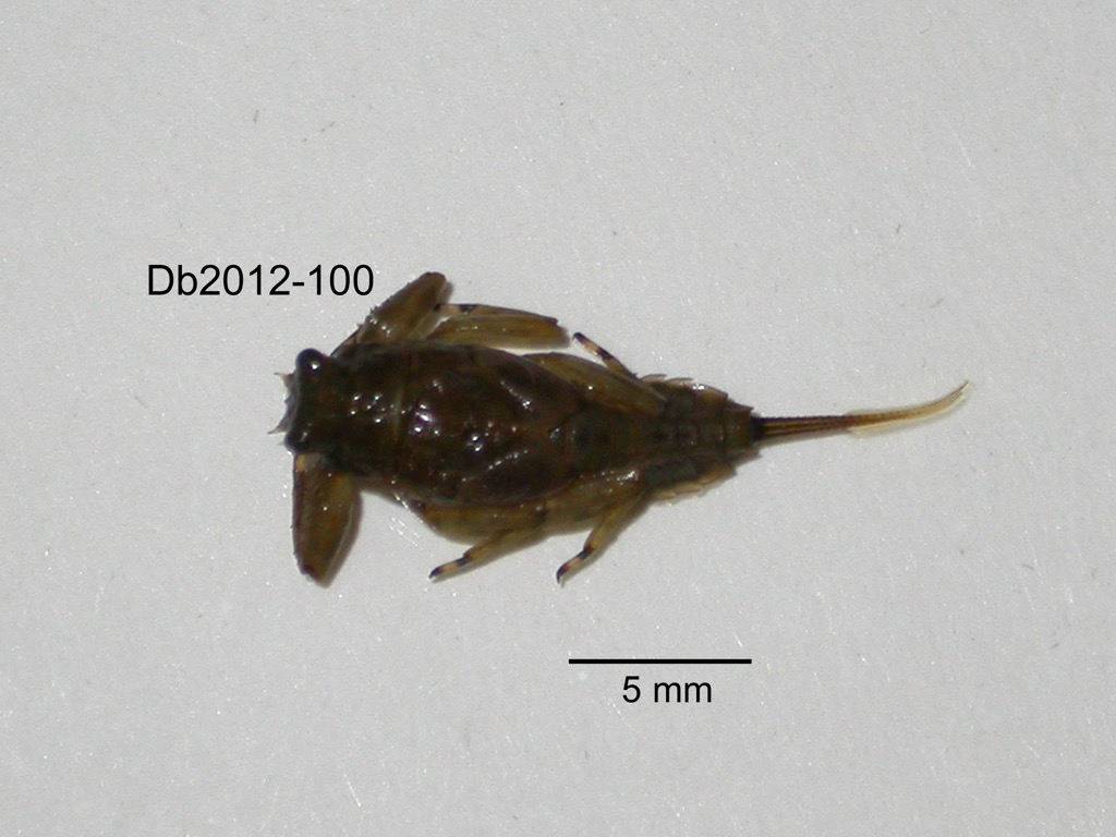 dorsal