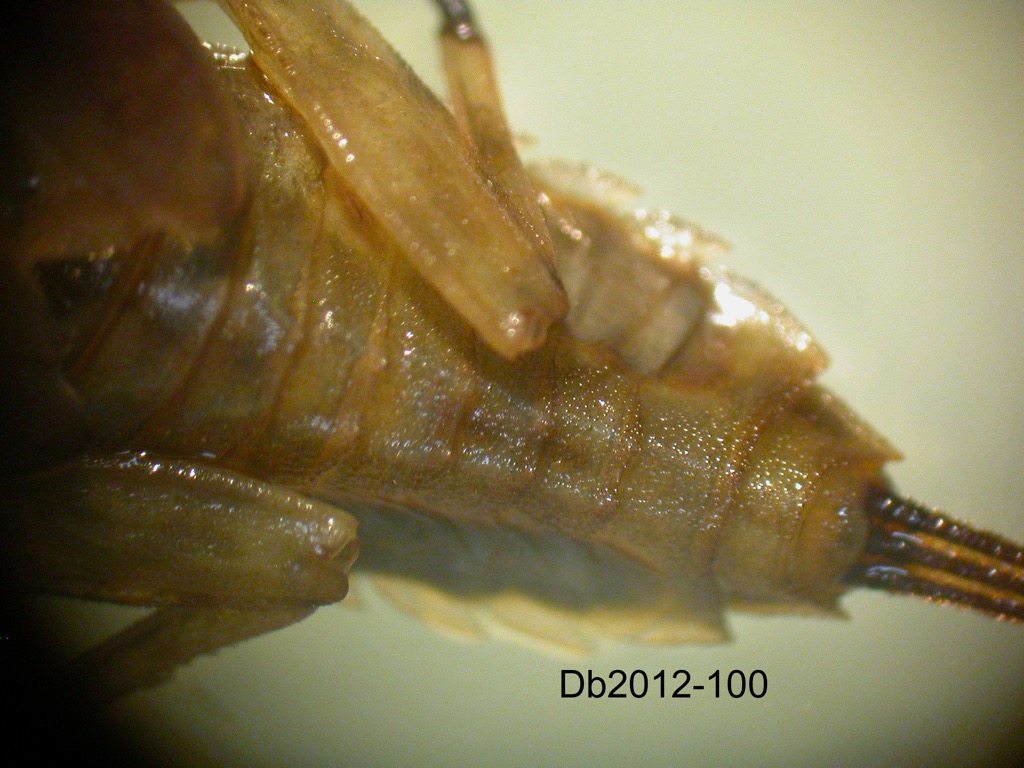 abdomen dorsal