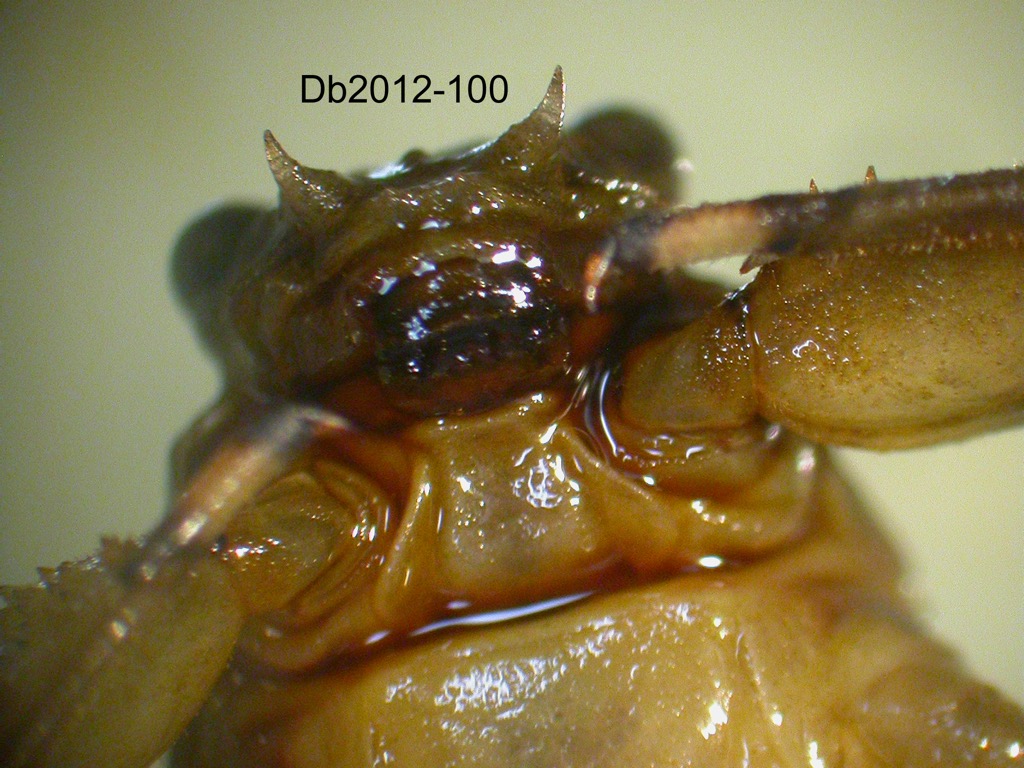head ventral