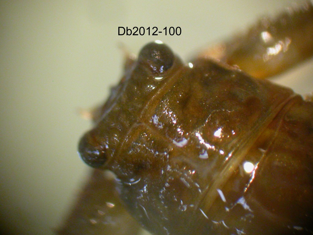 head and thorax dorsal