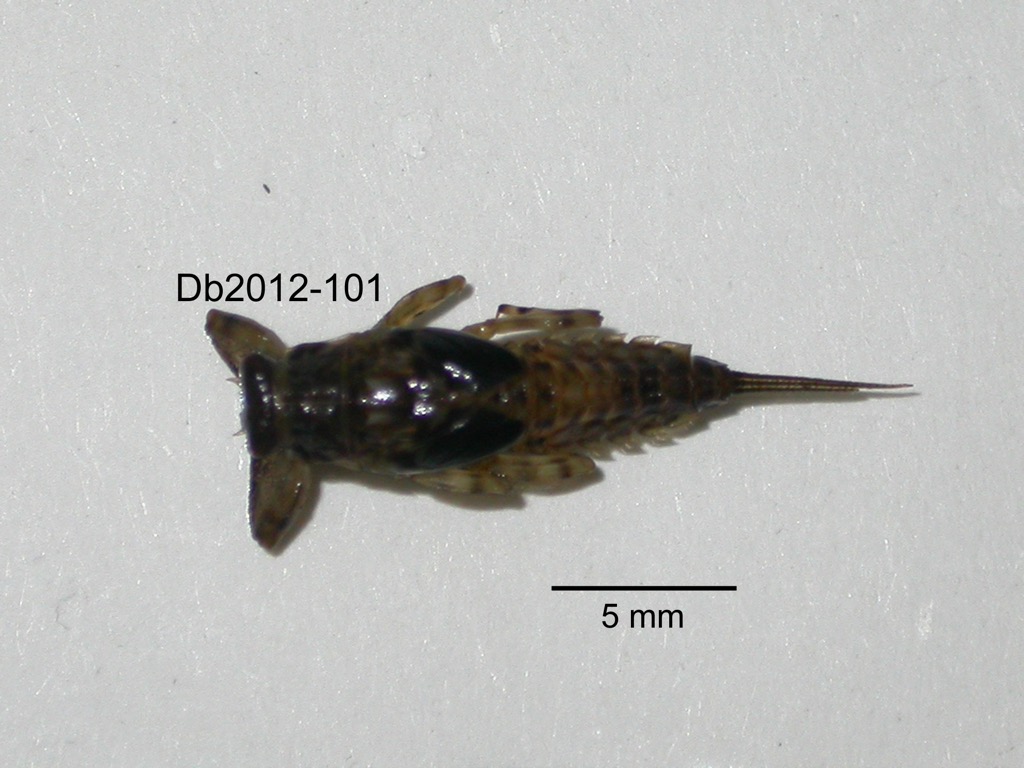 dorsal
