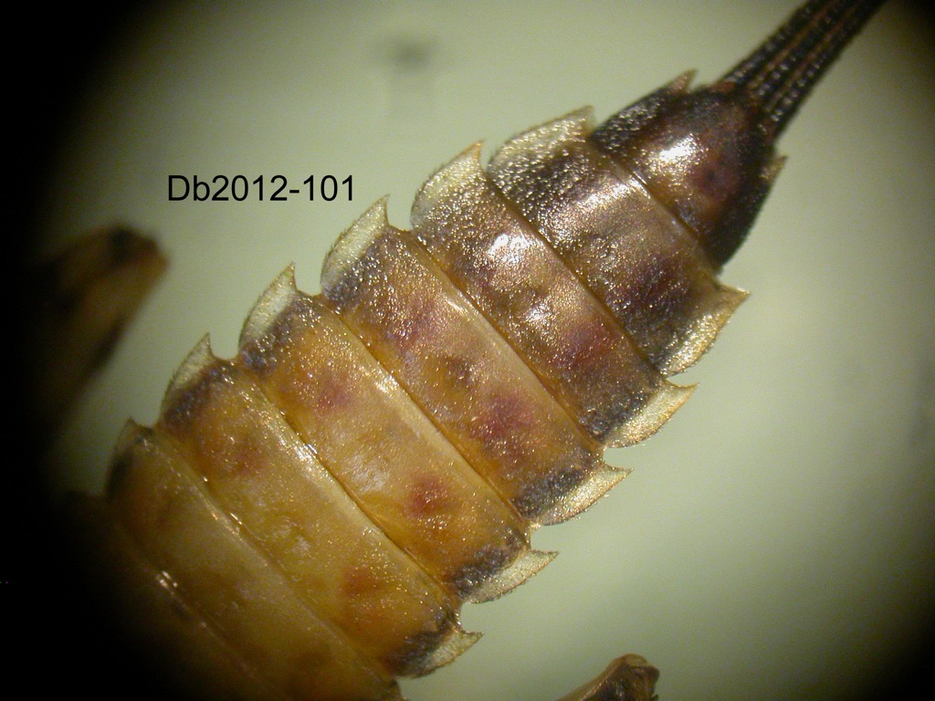 abdomen ventral