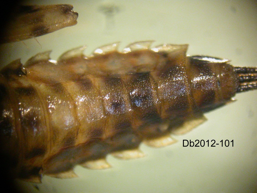 abdomen dorsal