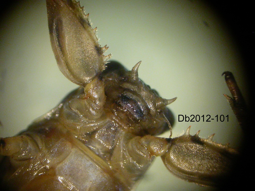 head and thorax ventral