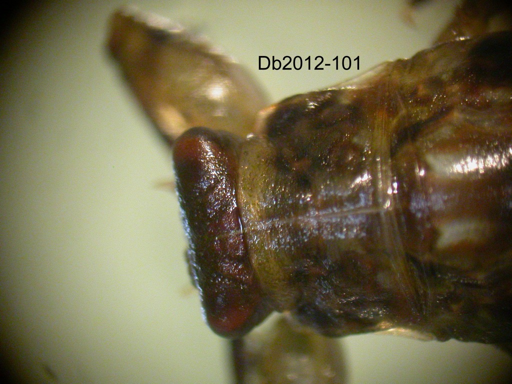 head and thorax dorsal