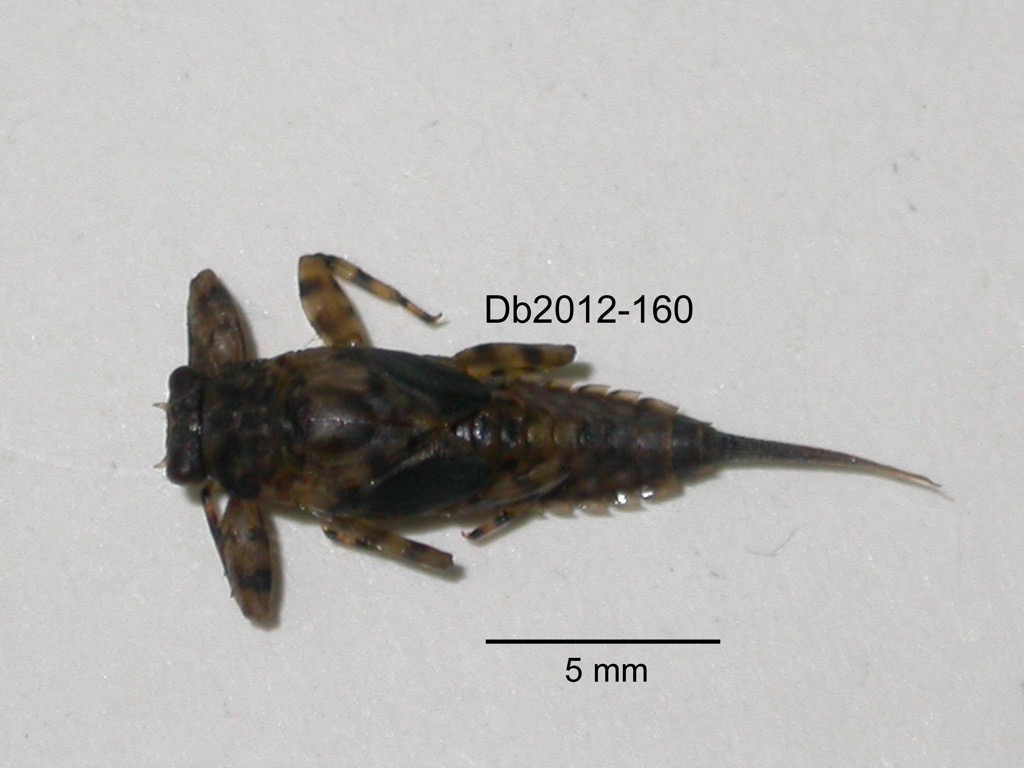 dorsal