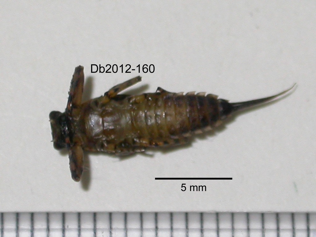 ventral