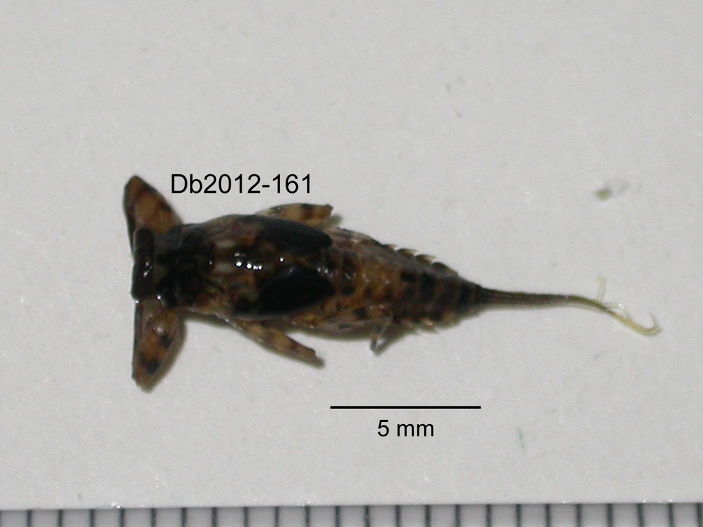dorsal