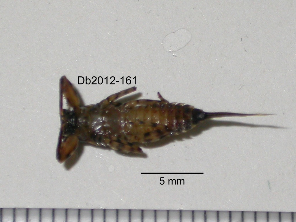 ventral
